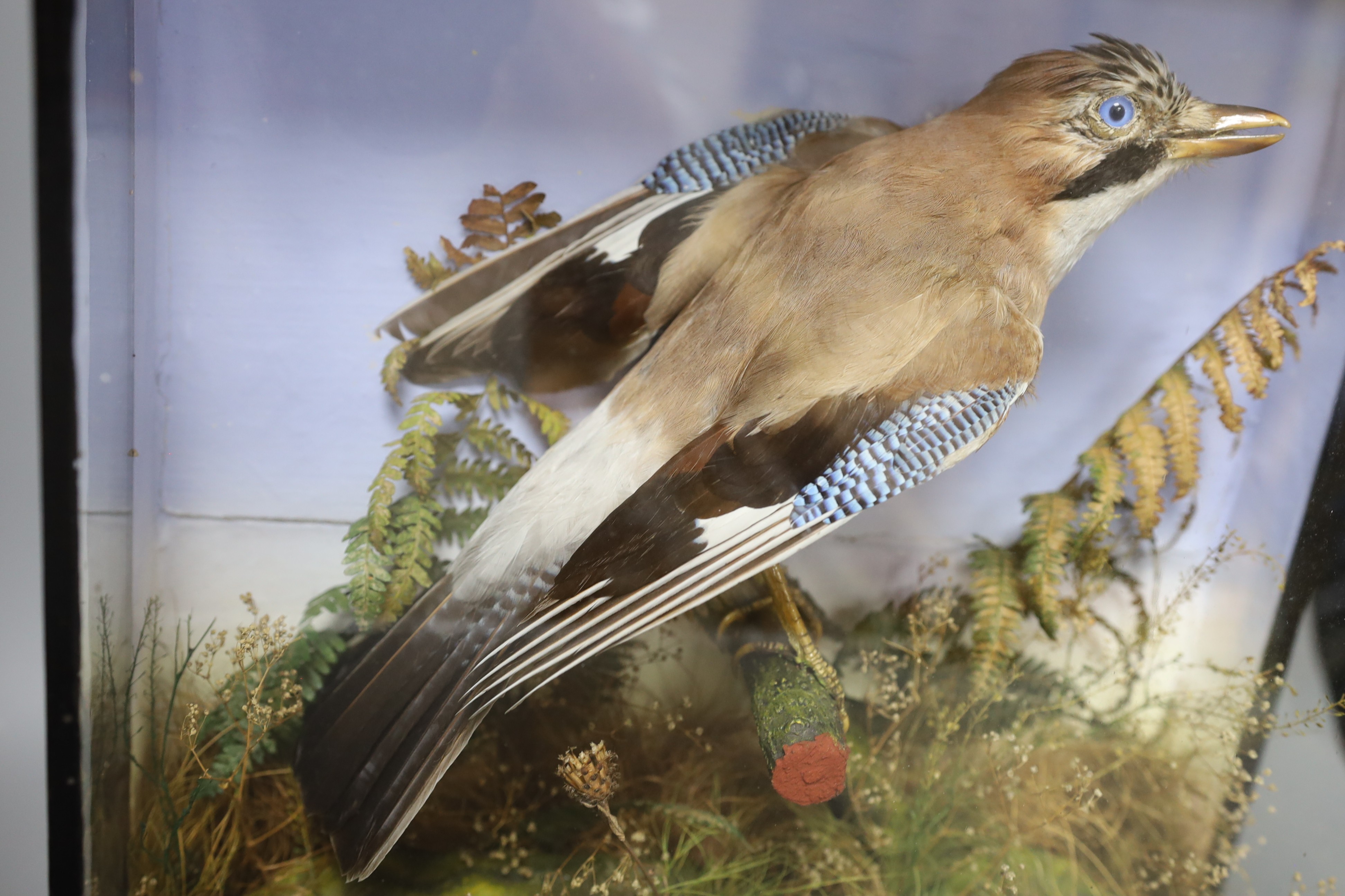A cased taxidermy Jay, 38 cms wide x 41 high